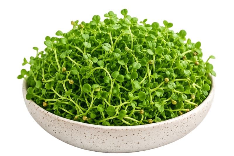 Fenugreek