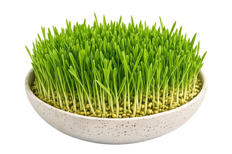 Wheatgrass